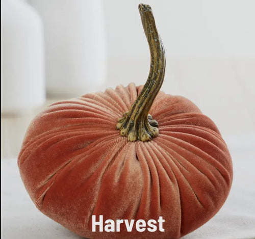 Velvet Pumpkin